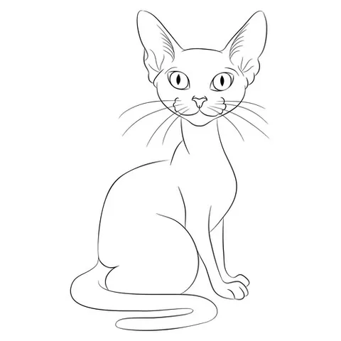 Раскраска «Кот сфинкс»