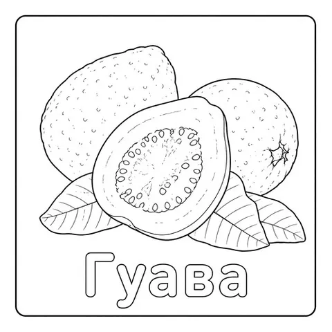 Раскраска «Гуава»
