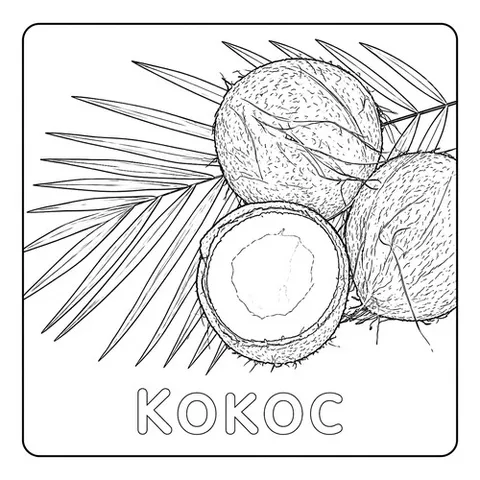 Раскраска «Кокос»