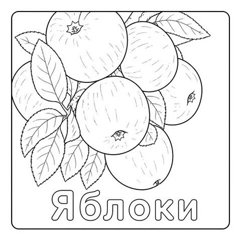 Раскраска «Яблоки на ветке»