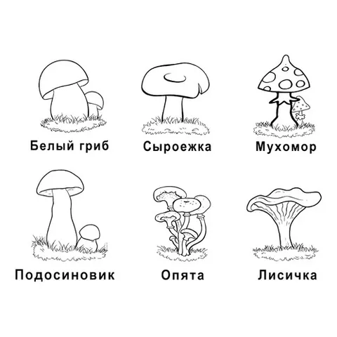Раскраска «Лесные грибы»