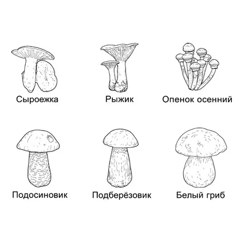 Раскраска «Набор грибов»
