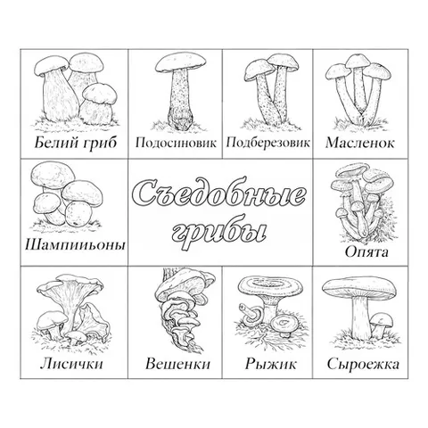 Раскраска «Съедобные грибы»