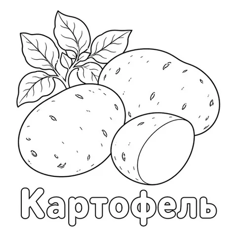Раскраска «Картофель»