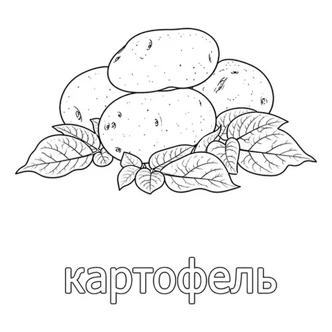 Раскраска «Картошка»