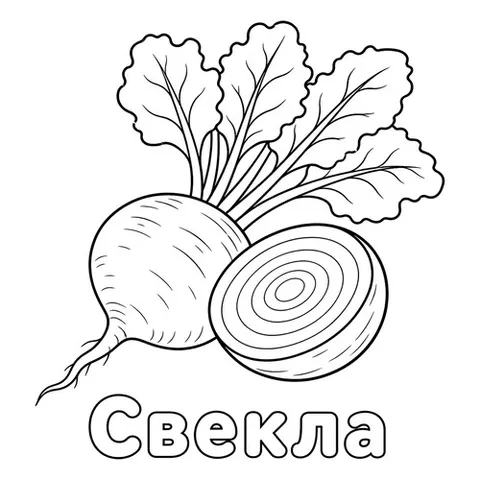 Раскраска «Свекла»