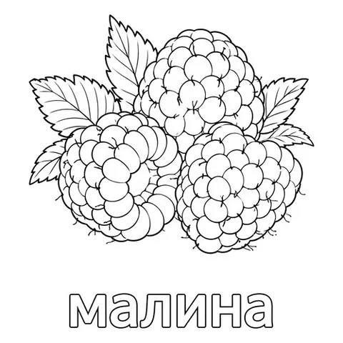 Раскраска «Ягода малина»