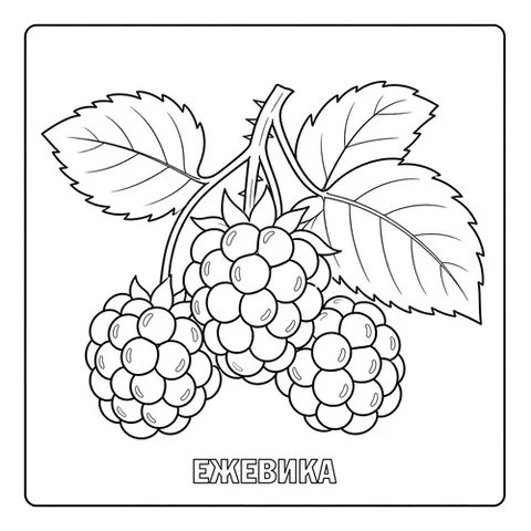 Раскраска «Ягоды Ежевика»